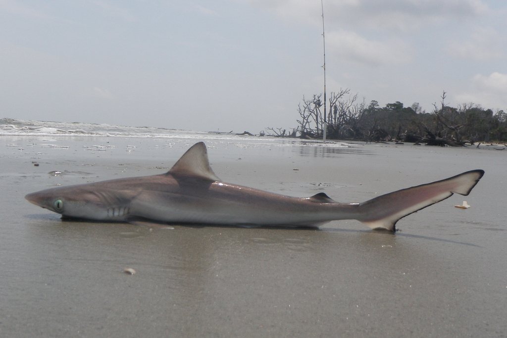 An image of a sharpnose shark ashore on a beach. Sharks in this family have been tested for cocaine levels off the coast of Brazil. Image source: toadlady1, via: Wikimedia Commons