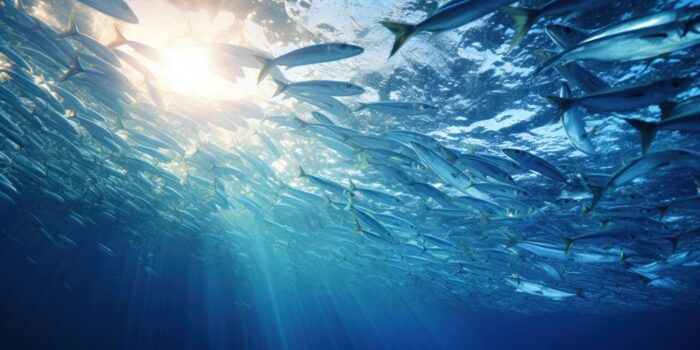 A dense school of barracuda fish forms an underwater silver wall. Native title rights allow for cultural fishing practices in Australian waters. Image source: Rorozoa, via Freepik