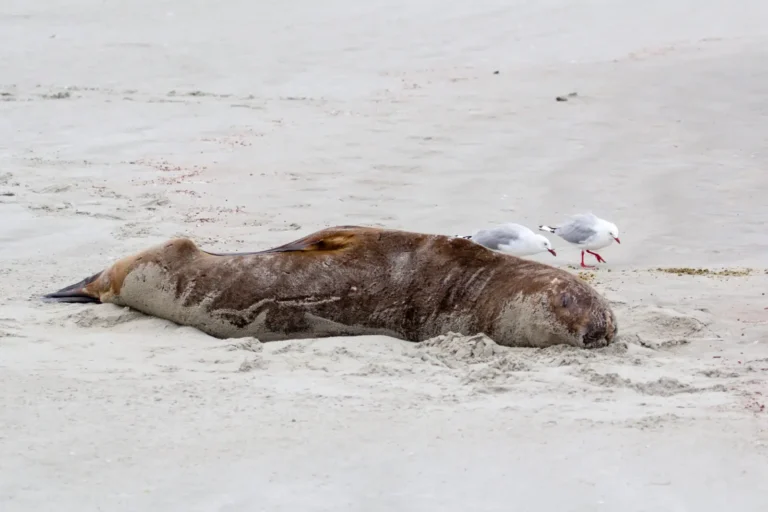 Dead seal