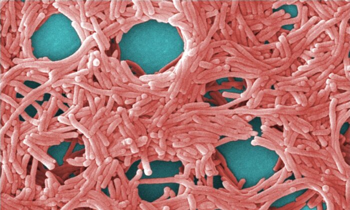 An image of a colorised scanning electron micrograph with moderately-high magnification of 5000X, depicting a large grouping of Gram-negative Legionella pneumophila bacteria, the most common type of Legionella bacteria that causes Legionnaires' disease. Image source: Janice Haney Carr, via Wikimedia Commons