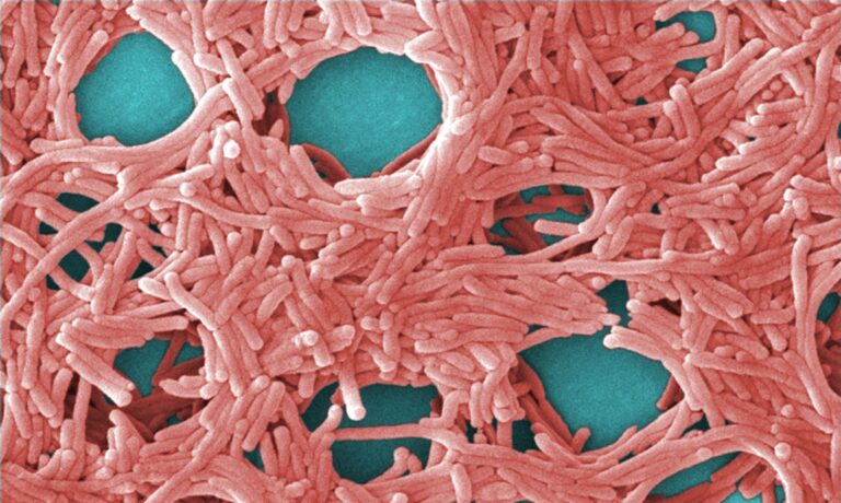 An image of a colorised scanning electron micrograph with moderately-high magnification of 5000X, depicting a large grouping of Gram-negative Legionella pneumophila bacteria, the most common type of Legionella bacteria that causes Legionnaires' disease. Image source: Janice Haney Carr, via Wikimedia Commons