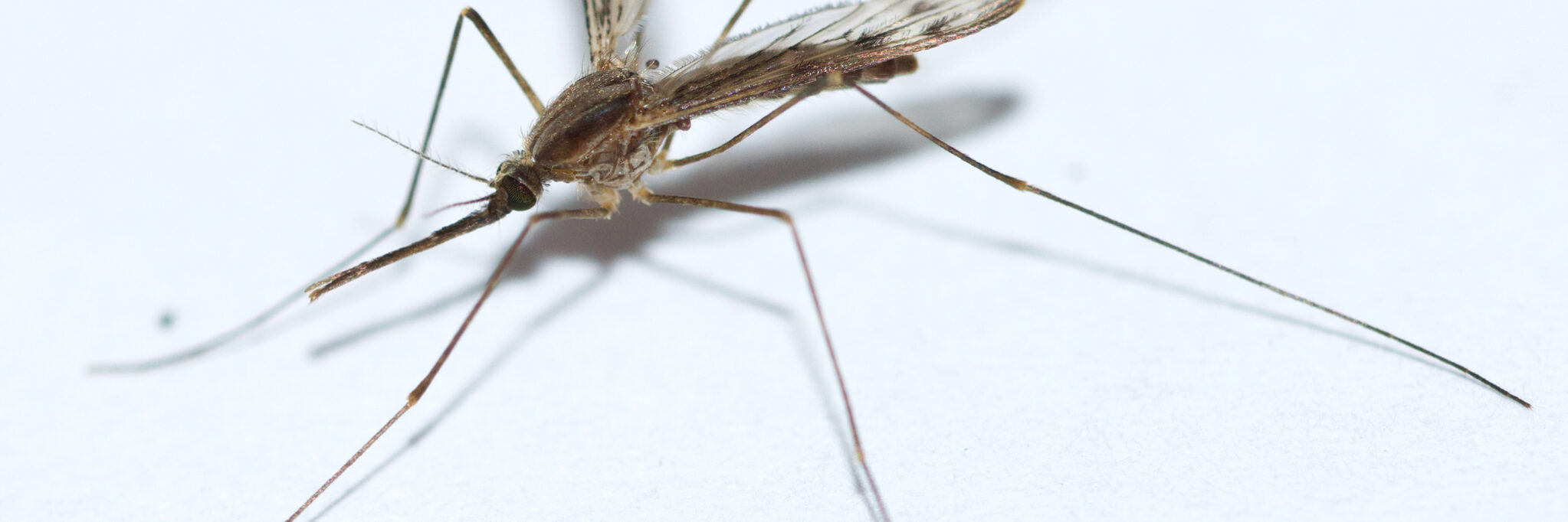 An image of an anopheles mosquito, a carrier for malaria parasites. The mosquito is small and brown, on a white background. Image source: Owen Strickland, via Wikimedia Commons