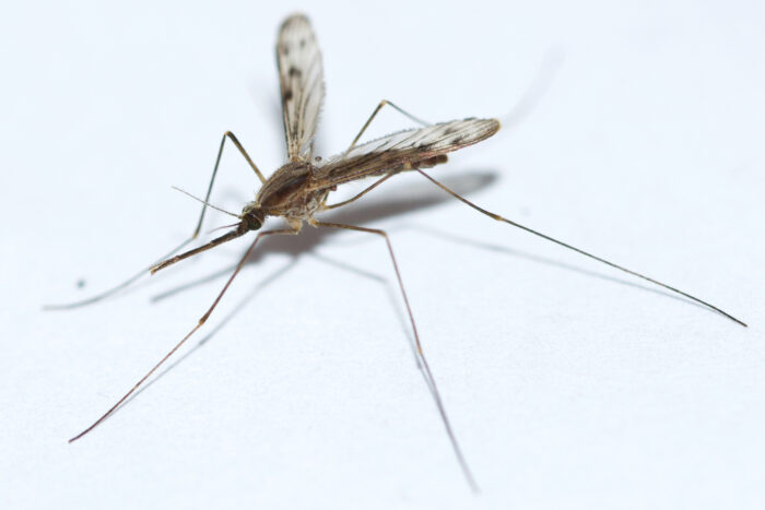 An image of an anopheles mosquito, a carrier for malaria parasites. The mosquito is small and brown, on a white background. Image source: Owen Strickland, via Wikimedia Commons