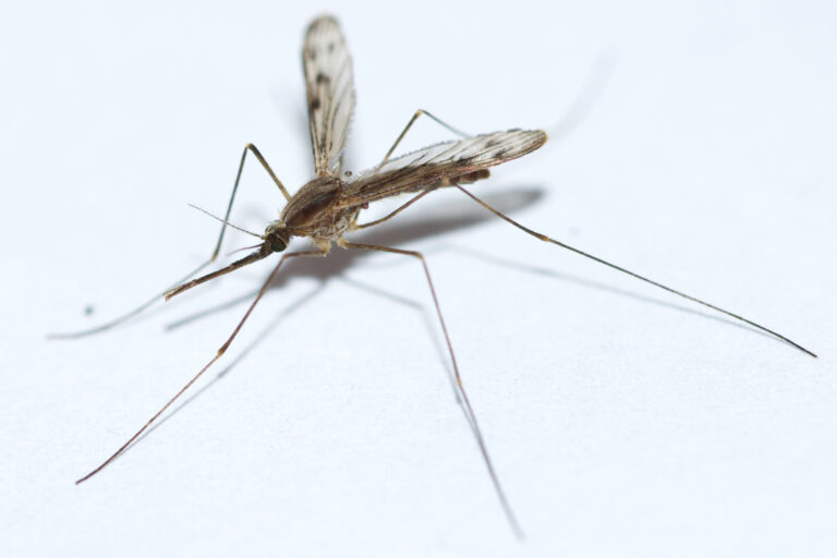 An image of an anopheles mosquito, a carrier for malaria parasites. The mosquito is small and brown, on a white background. Image source: Owen Strickland, via Wikimedia Commons