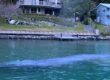 kawau whale