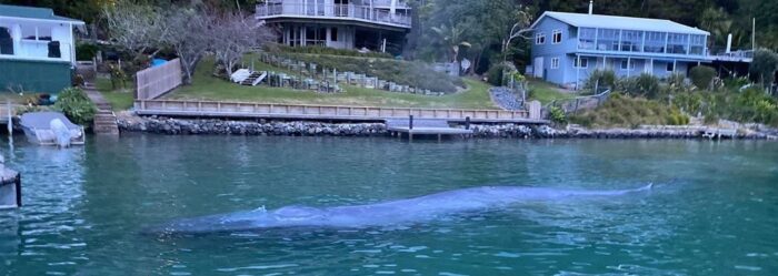 kawau whale