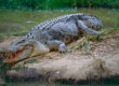 An image of a large saltwater crocodile sitting on a riverbank. The crocodile's mouth is partially open. Image source: Bernard DuPont, via Wikimedia Commons