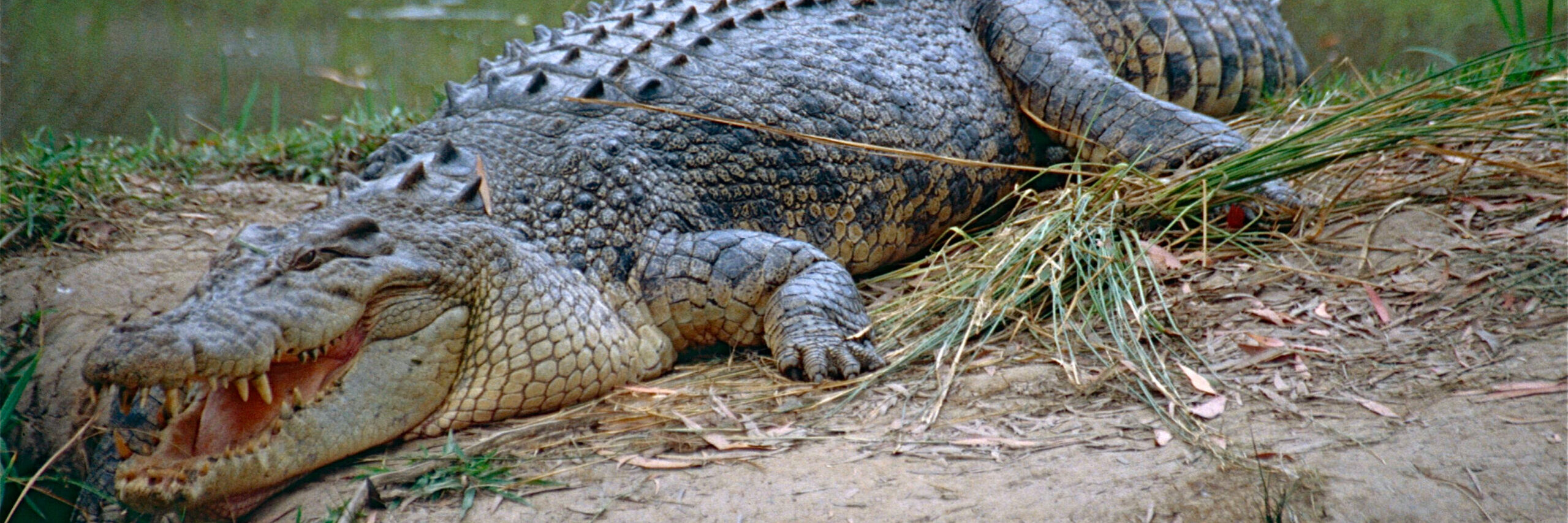 An image of a large saltwater crocodile sitting on a riverbank. The crocodile's mouth is partially open. Image source: Bernard DuPont, via Wikimedia Commons