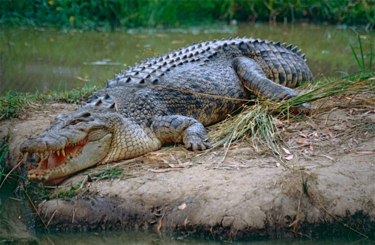 An image of a large saltwater crocodile sitting on a riverbank. The crocodile's mouth is partially open. Image source: Bernard DuPont, via Wikimedia Commons