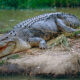 An image of a large saltwater crocodile sitting on a riverbank. The crocodile's mouth is partially open. Image source: Bernard DuPont, via Wikimedia Commons