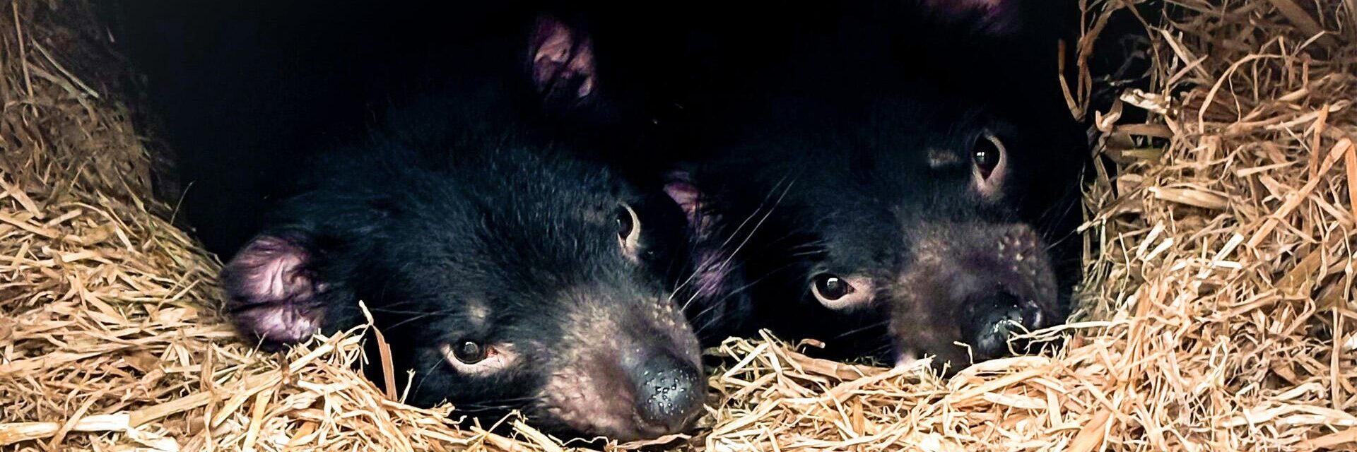 tasmanian devils Auckland