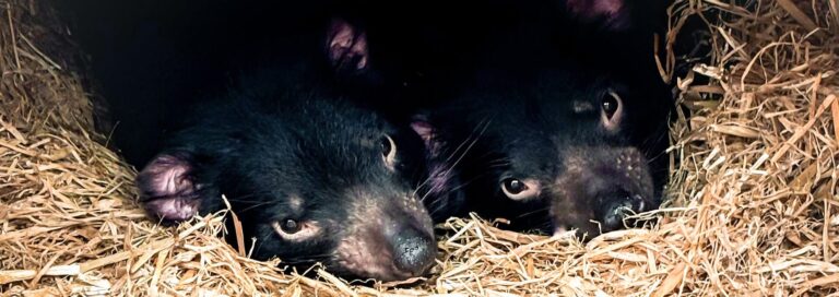 tasmanian devils Auckland