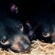 tasmanian devils Auckland