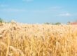 WA grains harvest