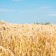 WA grains harvest