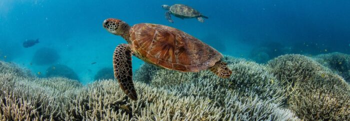 turtle Great Barrier Reef