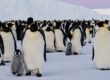 emperor penguins