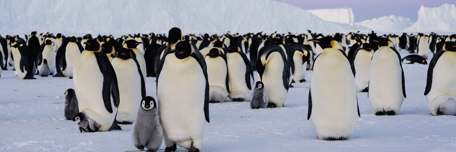 emperor penguins