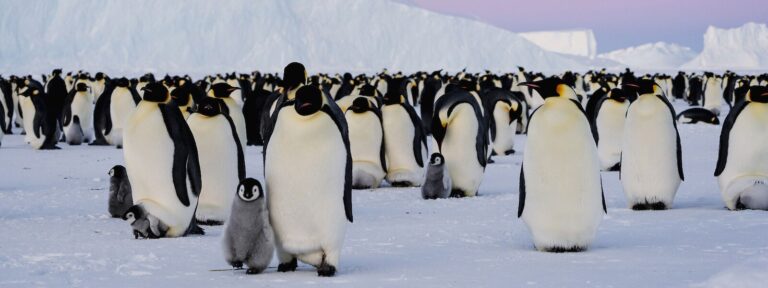 emperor penguins