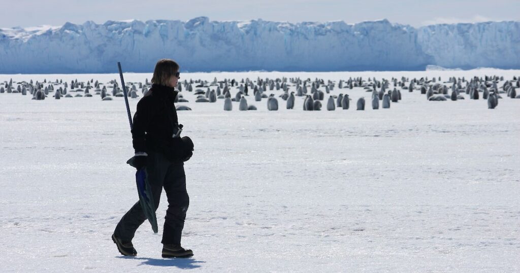 emperor penguins antarctica