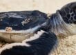 Green turtle hatchling.