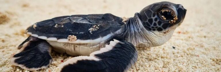 Green turtle hatchling.