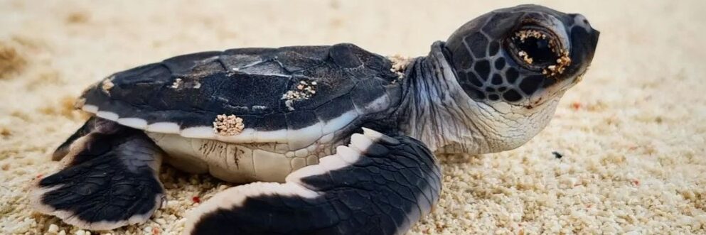 Green turtle hatchling.