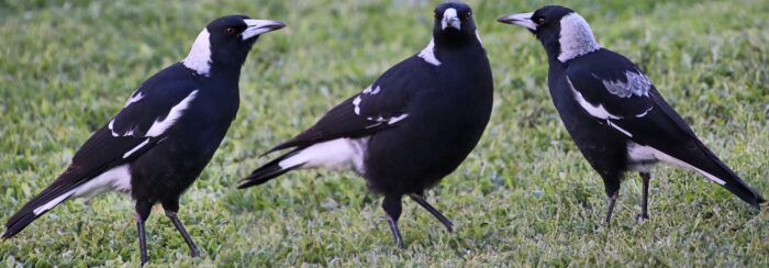 Cootamundra magpies