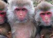 rhesus monkeys