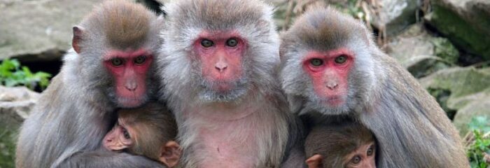 rhesus monkeys