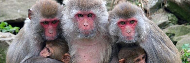 rhesus monkeys