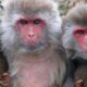 rhesus monkeys