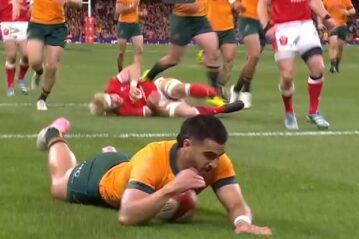 wallabies wales