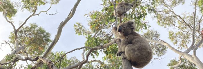 koalas NSW