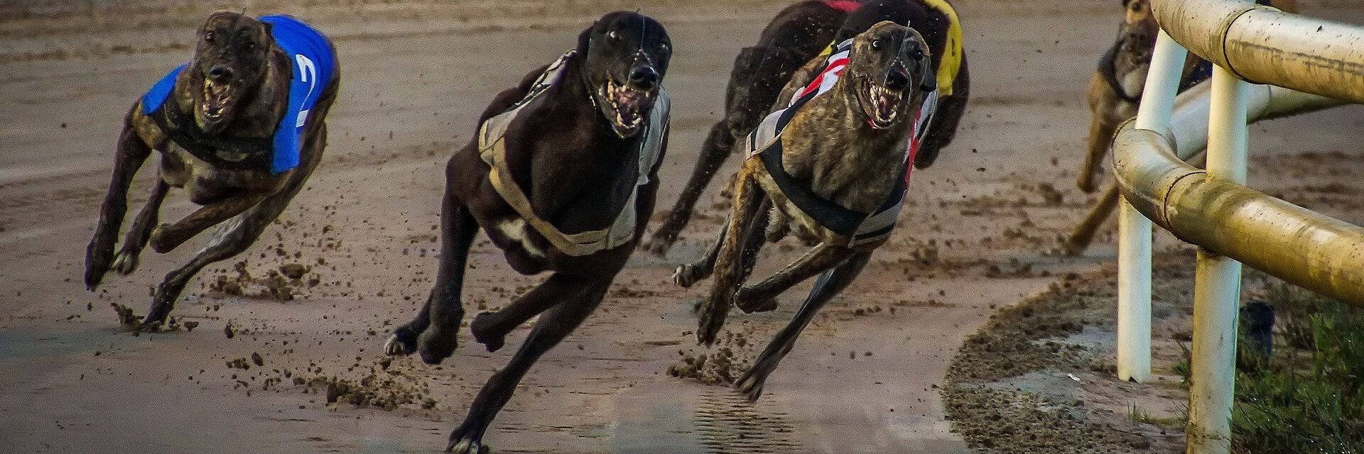 NZ greyhound racing