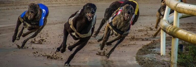 NZ greyhound racing