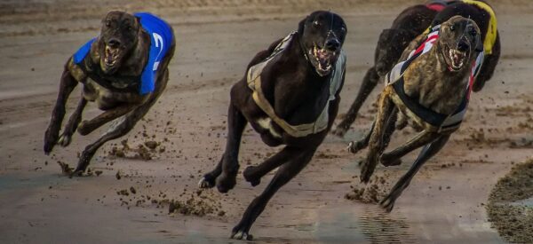 NZ greyhound racing