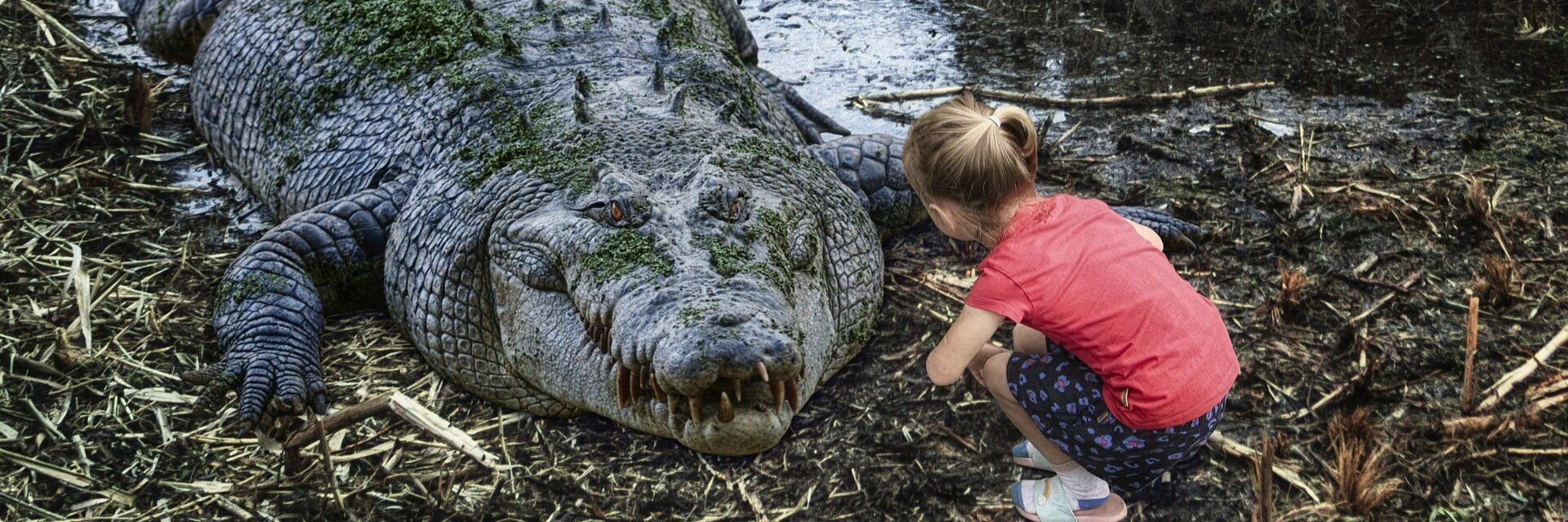 pets crocodiles