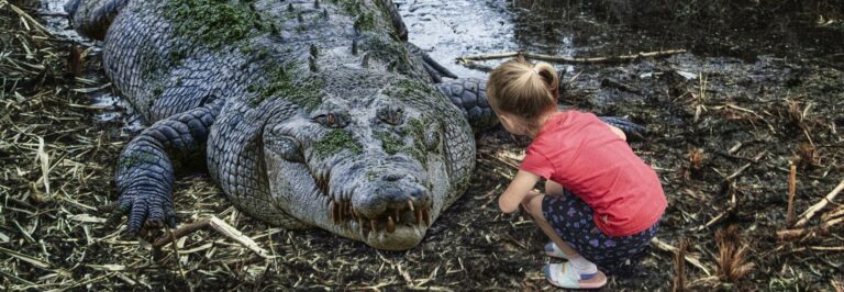 pets crocodiles