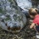 pets crocodiles