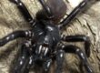 Sydney funnel-web