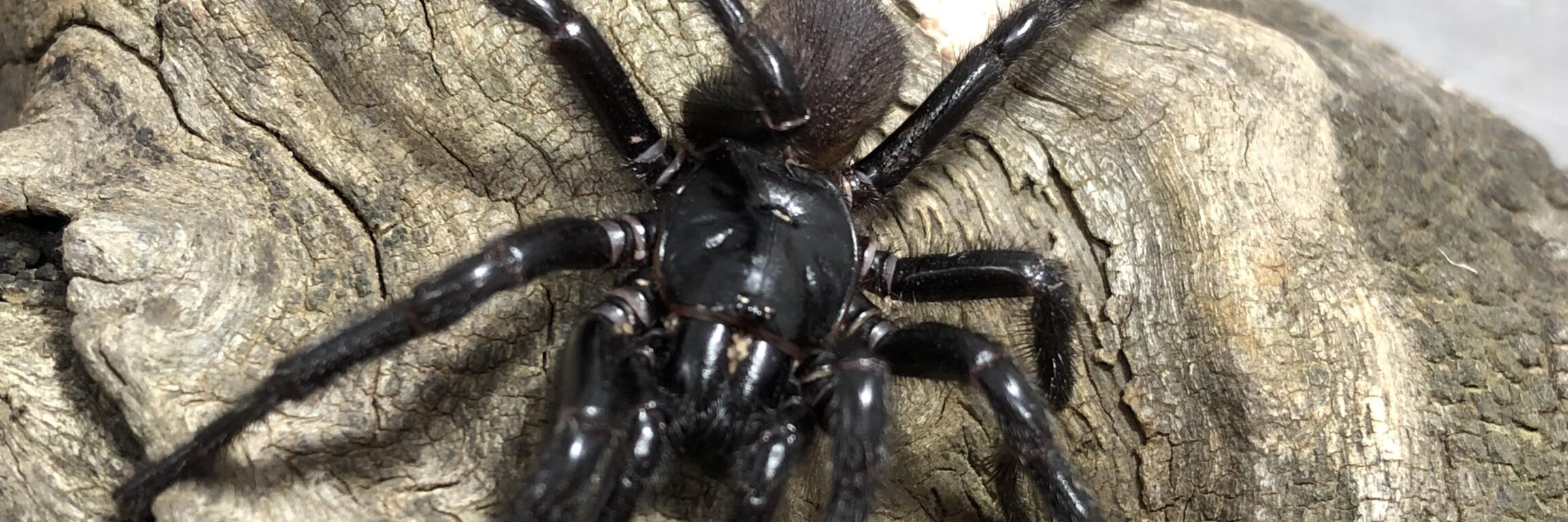 Sydney funnel-web