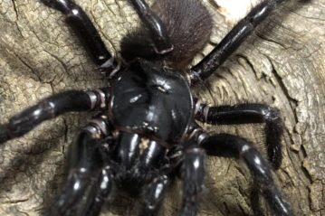 Sydney funnel-web