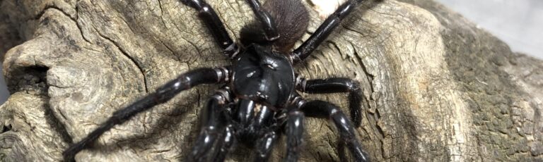 Sydney funnel-web