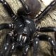 Sydney funnel-web