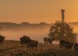 Tasmania farms