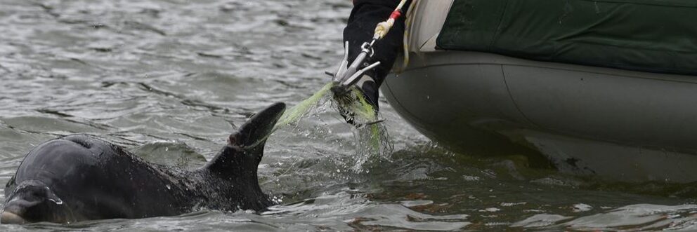 NZ dolphin