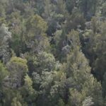 Aerial harvesting of dead Huon trees in remote Tasmania ‘a step closer’
