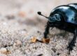 Black dung beetle