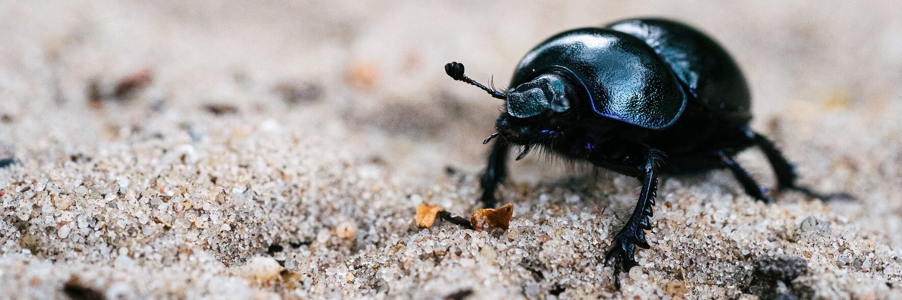 Black dung beetle